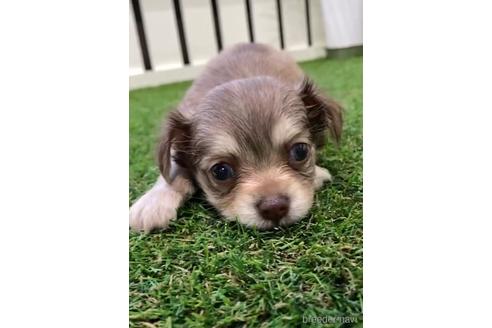 成約済の福岡県のミックス犬-237359の6枚目