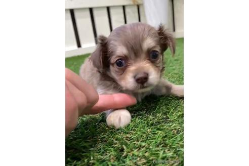 成約済の福岡県のミックス犬-237359の5枚目