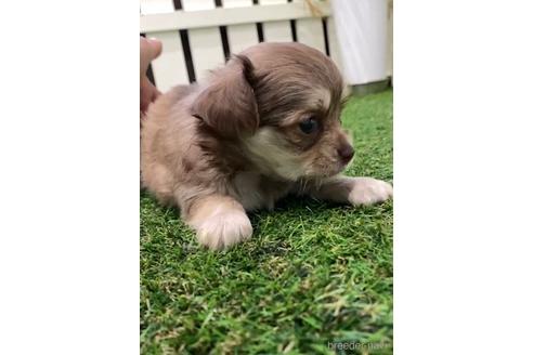 成約済の福岡県のミックス犬-237359の2枚目