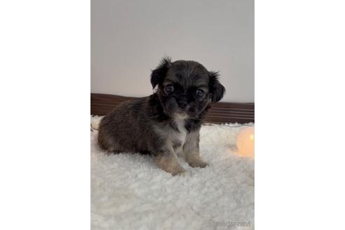 成約済の福岡県のミックス犬-237295の5枚目