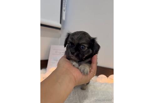 成約済の福岡県のミックス犬-237295の6枚目