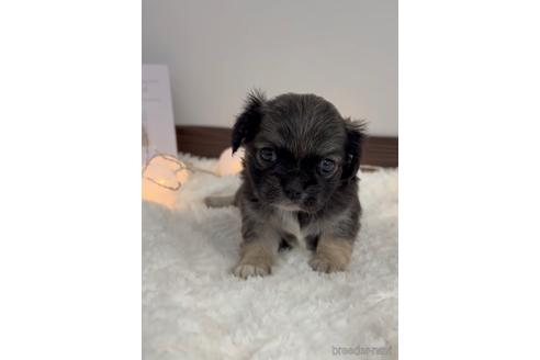 成約済の福岡県のミックス犬-237295の4枚目