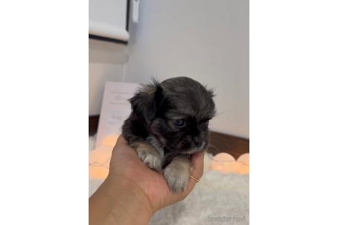 成約済の福岡県のミックス犬-237295の3枚目