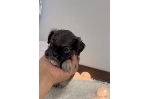 成約済の福岡県のミックス犬-237295の2枚目