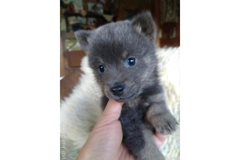 成約済の新潟県のミックス犬-233890の4枚目