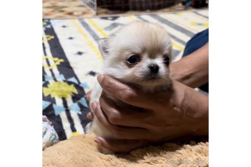 成約済の香川県のチワワ(ロングコート)-238780の6枚目