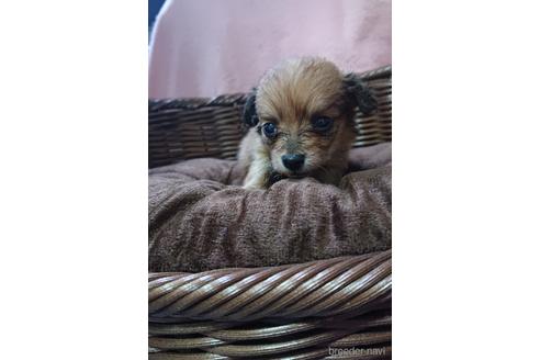 成約済の愛知県のミックス犬-233483の15枚目