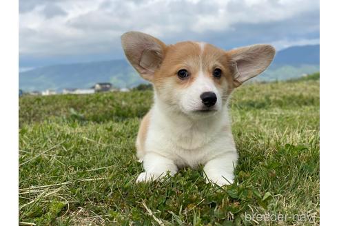 成約済の長野県のウェルシュコーギーペンブローク-238818の3枚目