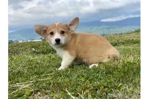 成約済の長野県のウェルシュコーギーペンブローク-238818の4枚目