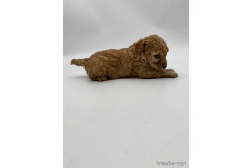 成約済の愛知県のトイプードル-238823の2枚目