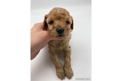 成約済の愛知県のトイプードル-238823の3枚目