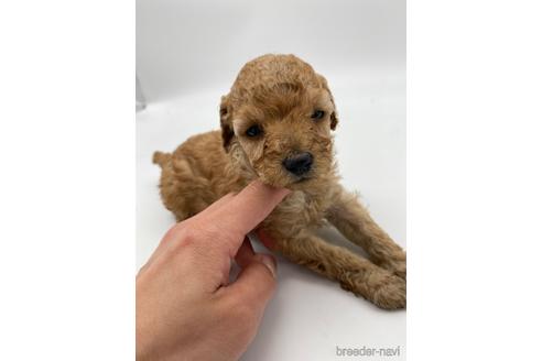 成約済の愛知県のトイプードル-238823