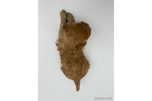 成約済の愛知県のトイプードル-238823の4枚目