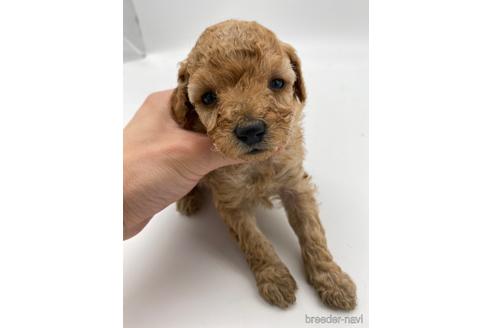 成約済の愛知県のトイプードル-238823の5枚目