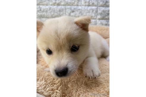 成約済の茨城県の豆柴-238861の2枚目