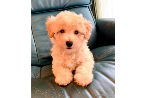 成約済の静岡県のミックス犬-237615の20枚目