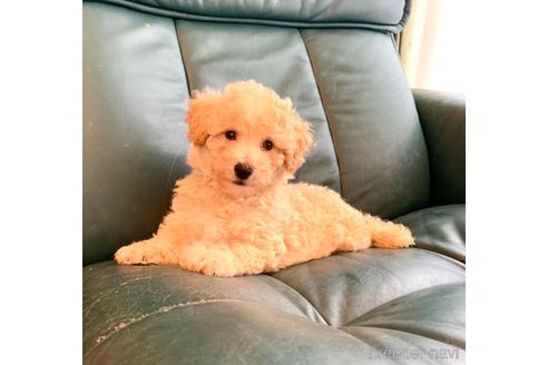 成約済の静岡県のミックス犬-237615の18枚目