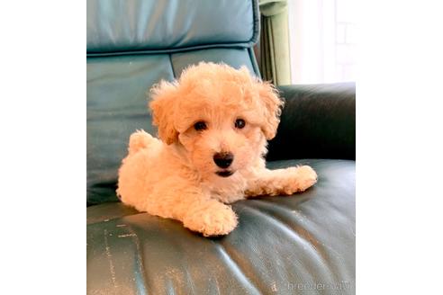 成約済の静岡県のミックス犬-237615の17枚目