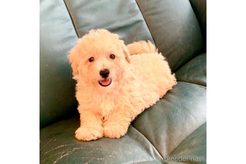 成約済の静岡県のミックス犬-237613の7枚目