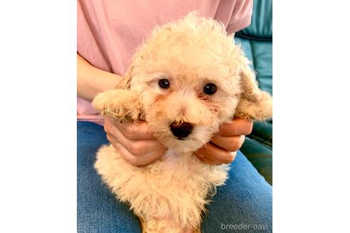 成約済の静岡県のミックス犬-237613の9枚目