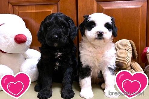成約済の茨城県のミックス犬-238886の3枚目