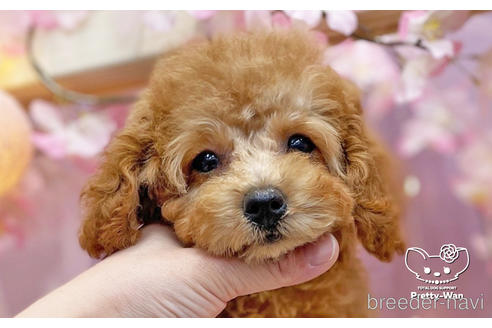 成約済の愛知県のトイプードル-238414の3枚目