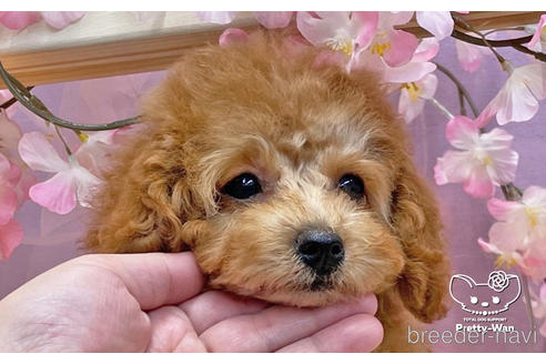 成約済の愛知県のトイプードル-238414の4枚目