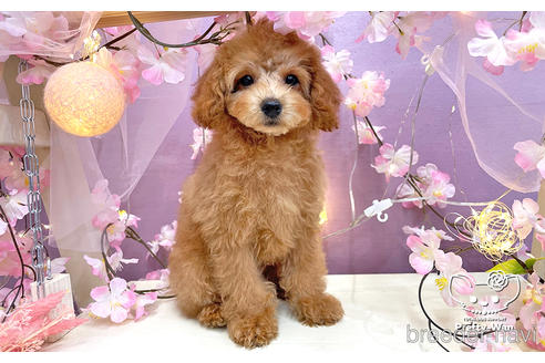 成約済の愛知県のトイプードル-238414の1枚目