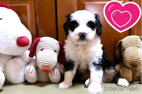成約済の茨城県のミックス犬-238887の1枚目