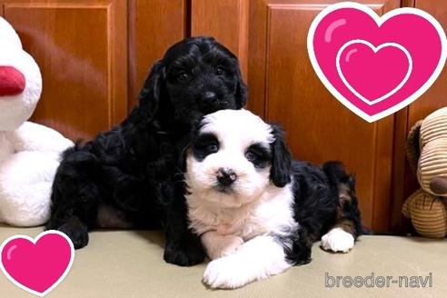 成約済の茨城県のミックス犬-238887の2枚目