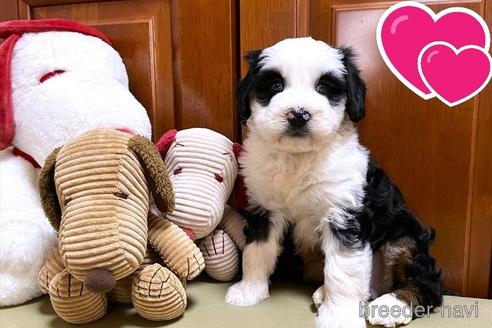 成約済の茨城県のミックス犬-238887の6枚目