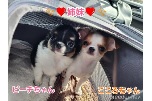 成約済の東京都のチワワ(スムースコート)-228207の11枚目