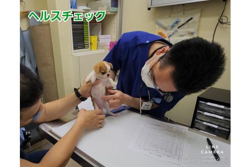 成約済の東京都のチワワ(スムースコート)-228207の9枚目