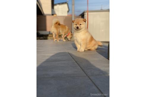 成約済の北海道の柴犬-234240の11枚目