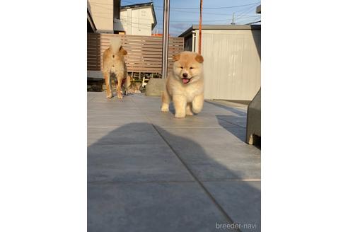 成約済の北海道の柴犬-234240の3枚目