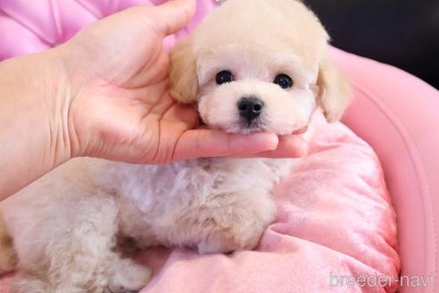 成約済の茨城県のタイニープードル-230843の7枚目