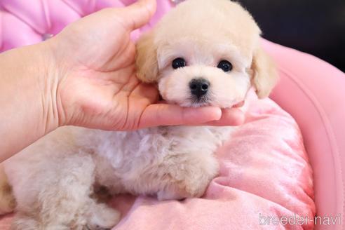 成約済の茨城県のタイニープードル-230843の13枚目