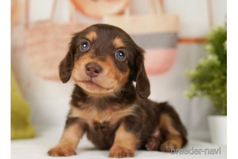 成約済の神奈川県のミニチュアダックスフンド(ロングヘアード)-238938の2枚目