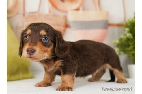 成約済の神奈川県のミニチュアダックスフンド(ロングヘアード)-238938の3枚目