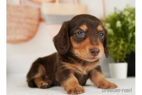 成約済の神奈川県のミニチュアダックスフンド(ロングヘアード)-238938の4枚目