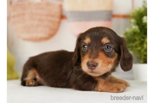 成約済の神奈川県のミニチュアダックスフンド(ロングヘアード)-238938の5枚目