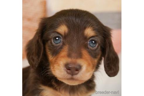 成約済の神奈川県のミニチュアダックスフンド(ロングヘアード)-238938の1枚目