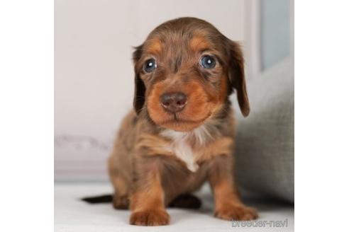 成約済の神奈川県のミニチュアダックスフンド(ロングヘアード)-238944の1枚目