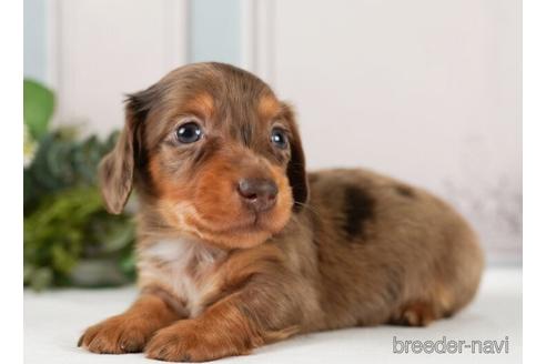 成約済の神奈川県のミニチュアダックスフンド(ロングヘアード)-238944の5枚目