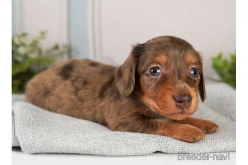 成約済の神奈川県のミニチュアダックスフンド(ロングヘアード)-238944の2枚目