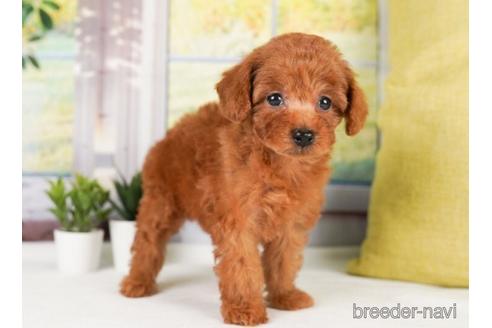 成約済の神奈川県のトイプードル-238955の5枚目