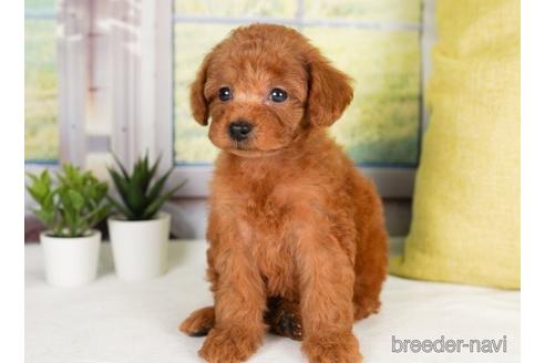 成約済の神奈川県のトイプードル-238955の2枚目