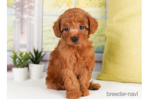 成約済の神奈川県のトイプードル-238955の4枚目