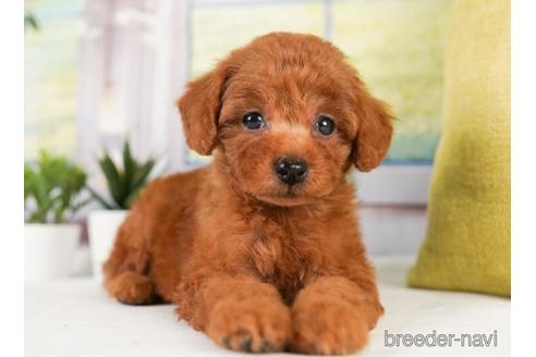 成約済の神奈川県のトイプードル-238955の3枚目