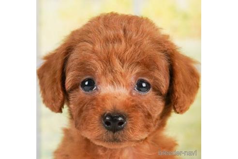 成約済の神奈川県のトイプードル-238955の1枚目